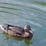 Duck - 2