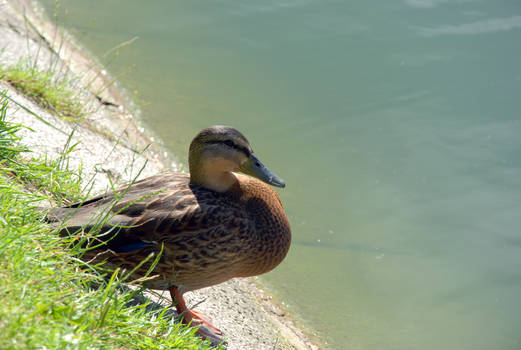 Duck - 4