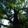 Bartek Oak