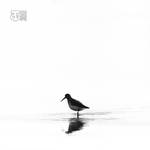 Tranquility by Spinewinder