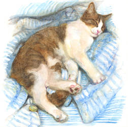 kunimaru -blue stripes-