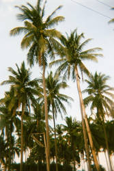 coconut trees