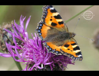 Papillon sur fleur