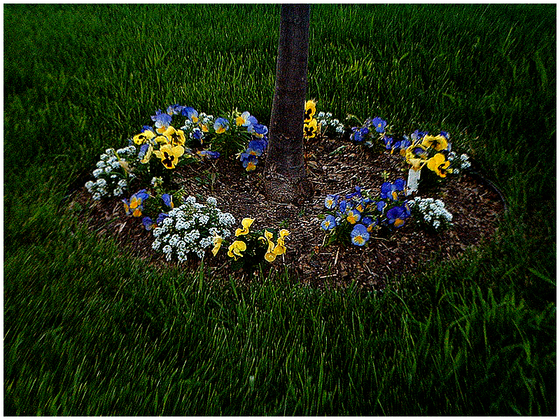 Mixed flowers