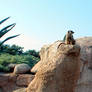 Suricata