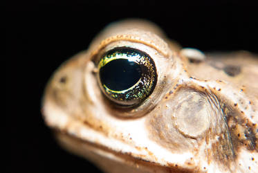 Frog Eye