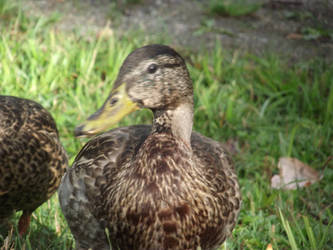 Duck love