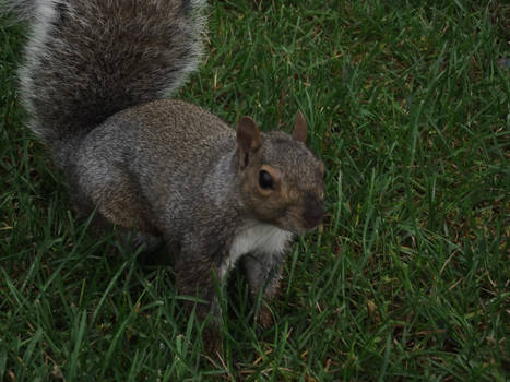 squirrel