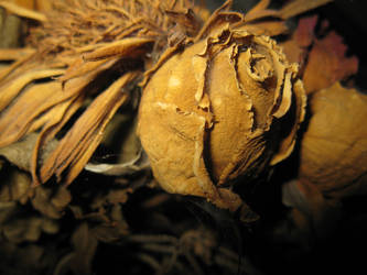 Dried Rose