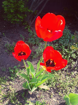 Scarlet Flowers