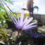 Spring Flowers