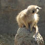 compare the meercat.com