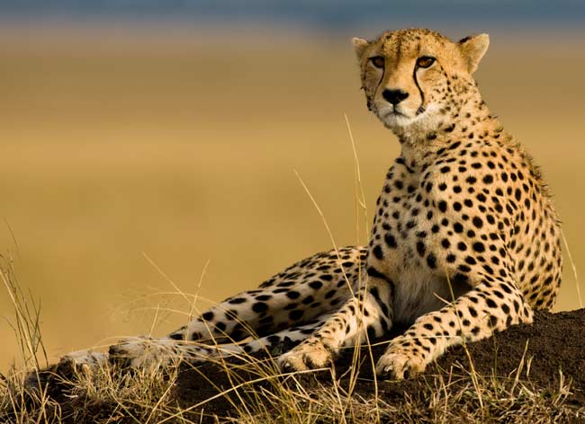 compare the cheetah.com