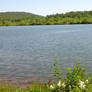 Flowers by the lake