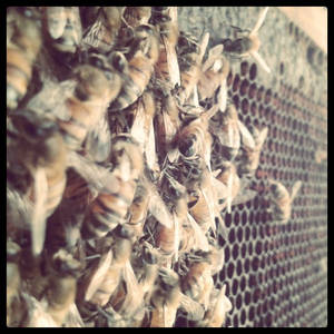 bee farm