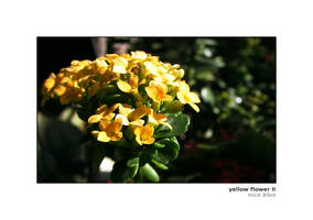 Yellow Flower II