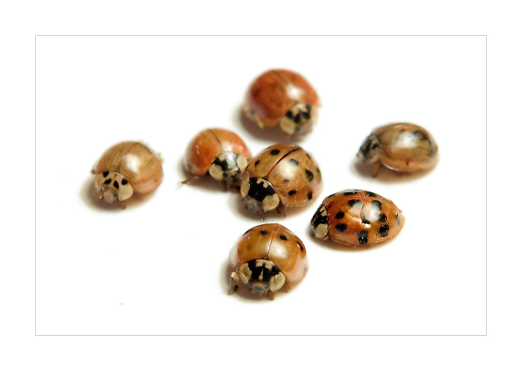 Ladybugs