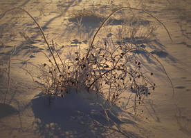 Winter flowers