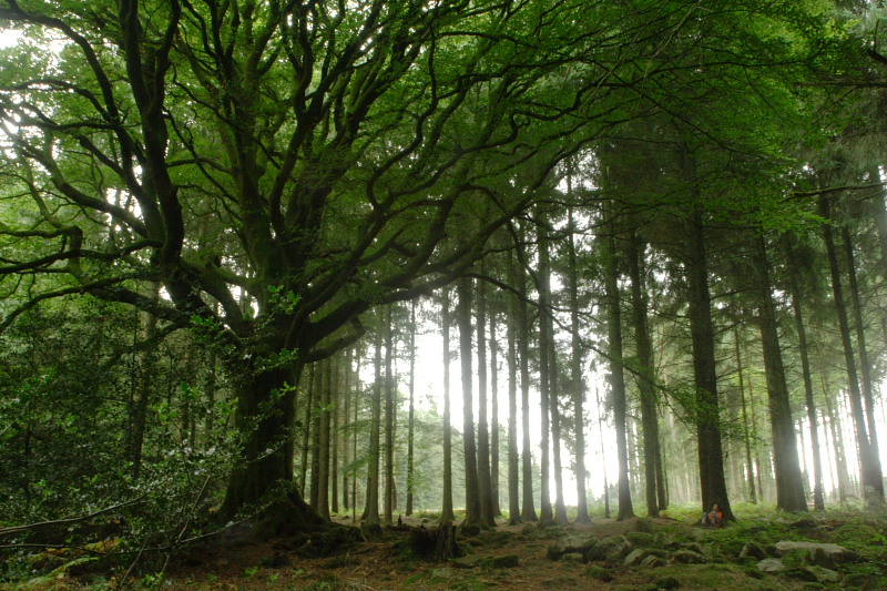 Ponthus' Beech - Quietness