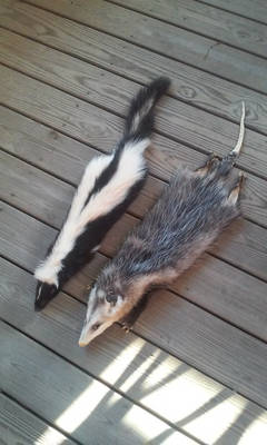 Opossum and skunk FS.