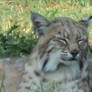 Lazy Damn Bobcat