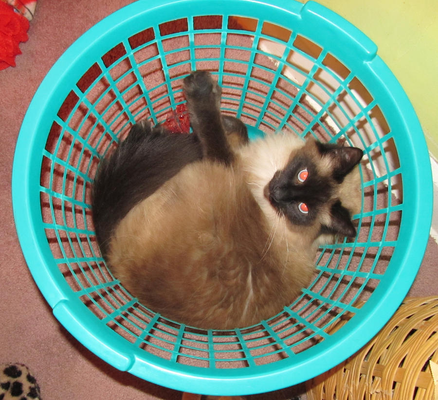 Cat Basket