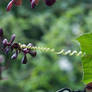 Squash vine