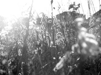 B-W Nature Shoot 02