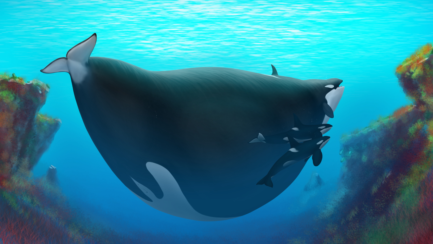 Giant Pregnant Orca by Meanybeany on DeviantArt