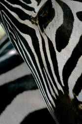 Zebra Head