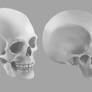 Skull studies