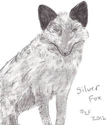 Silver Fox