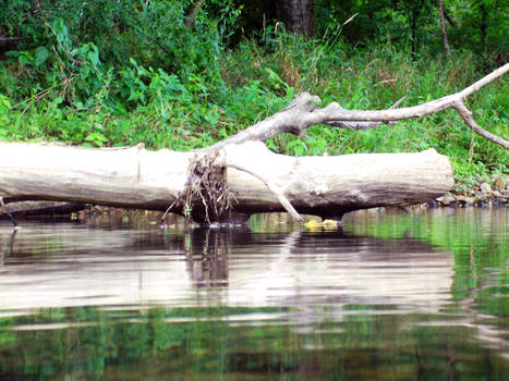 Bump on a Log for stock