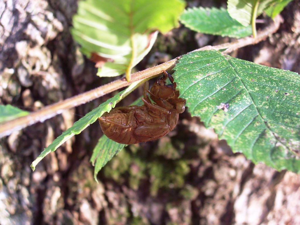 Cicidia Shell Cicada Shell 1 by meljoy68 on DeviantArt