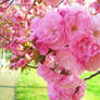 Kwanzan Cherry Blossoms