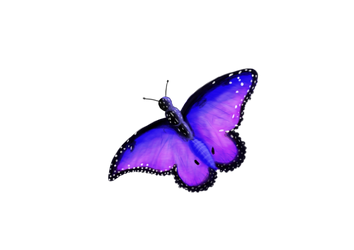 Purple Butterfly