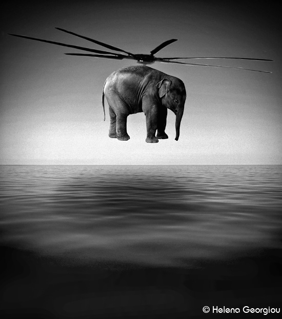 Elephant can fly