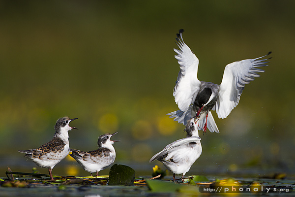 Feeding