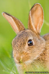 Wild rabbit