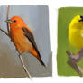 Bird Studies