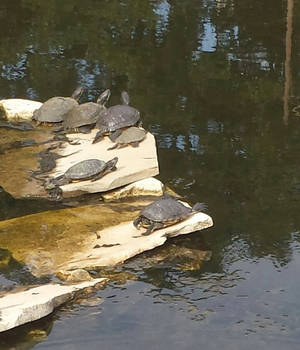 UT Turtle Pond 2