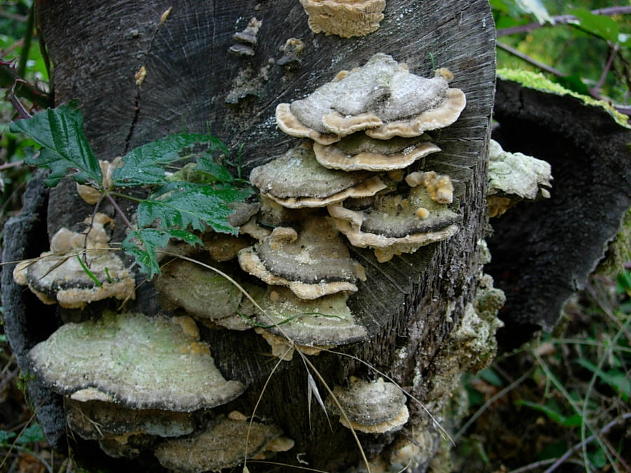 Mushroom Tree