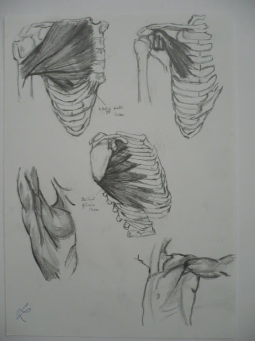 human body study