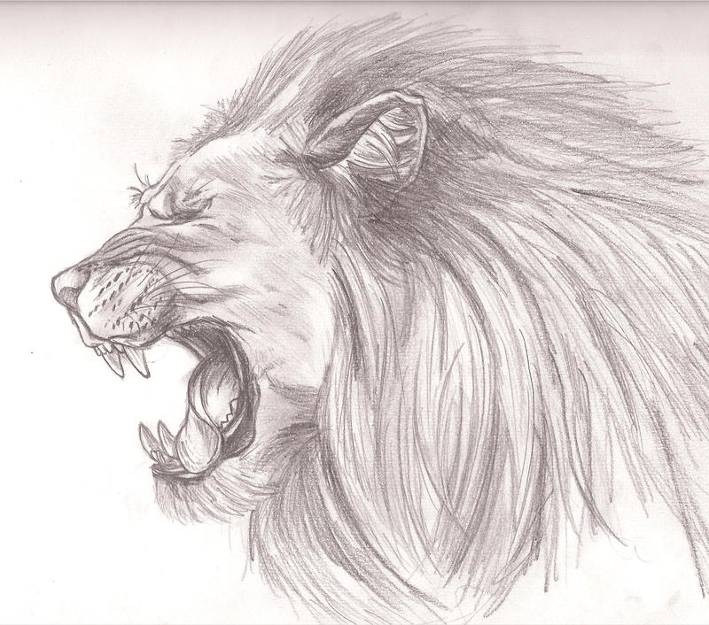 Leo sketch by girldirtbiker on DeviantArt