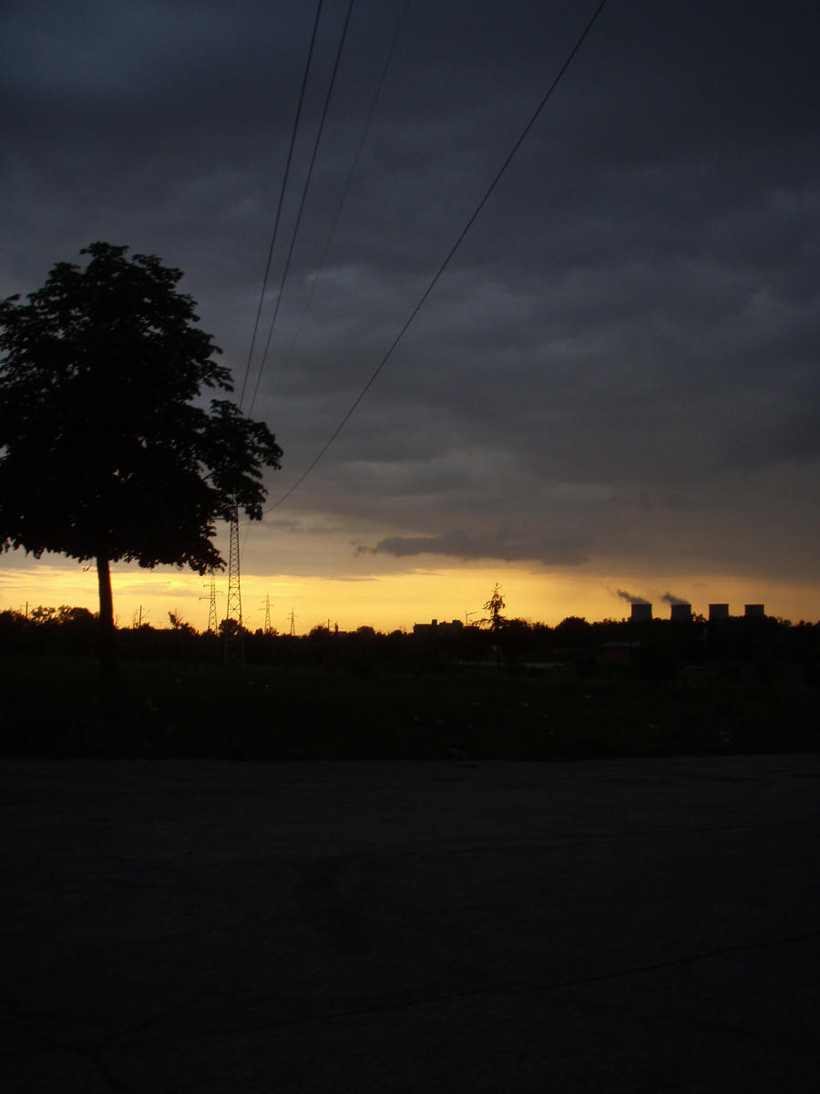 A tree with sunset