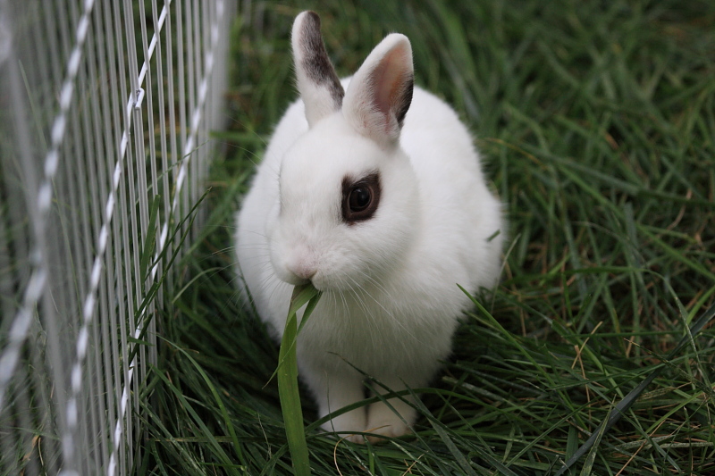 Grass is Yummy