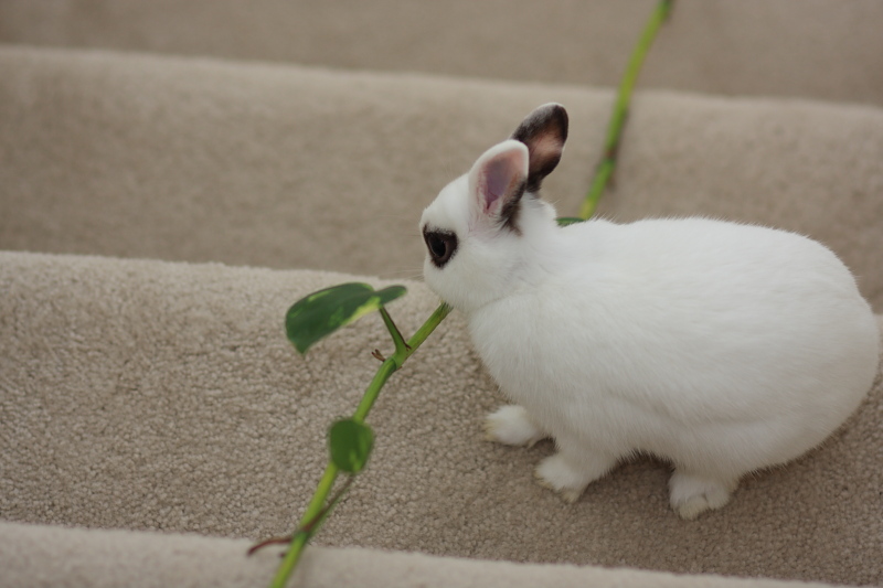 Bunnies and Vines