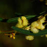 Wattle 2