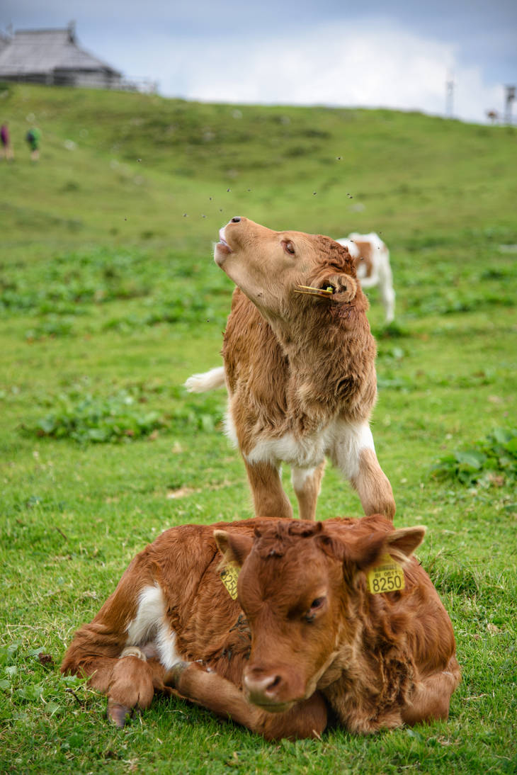 Sing, Baby, Sing by FOTO1908 on DeviantArt