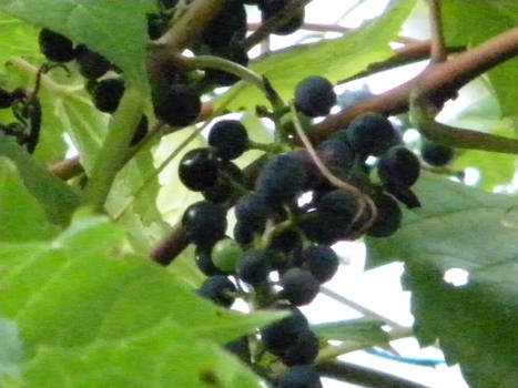 Wild Grapes